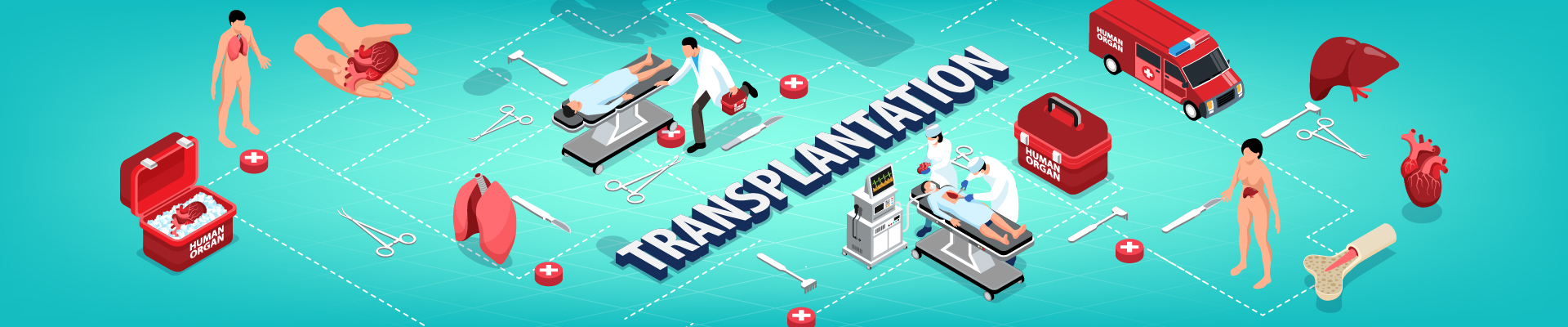 Organ Transplantation flowchart